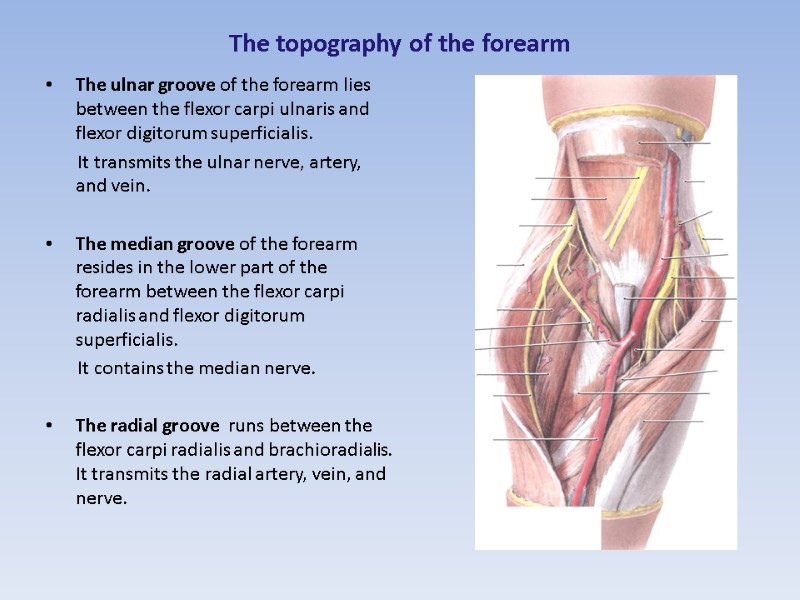 The topography of the forearm  The ulnar groove of the forearm lies between